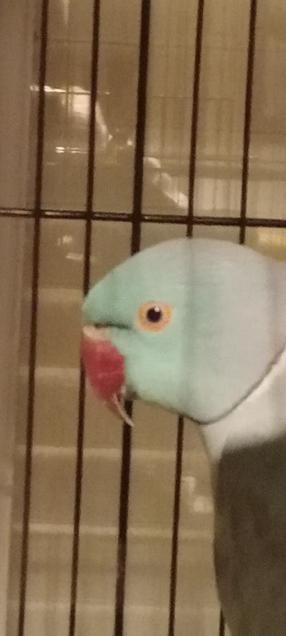   Perruche � collier 2 m�les  