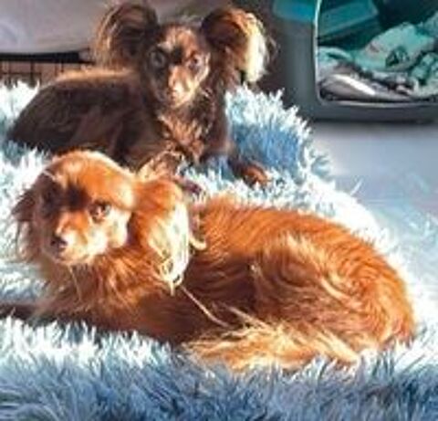   petit chien russe poils long 1 mâle  disponible LOF 