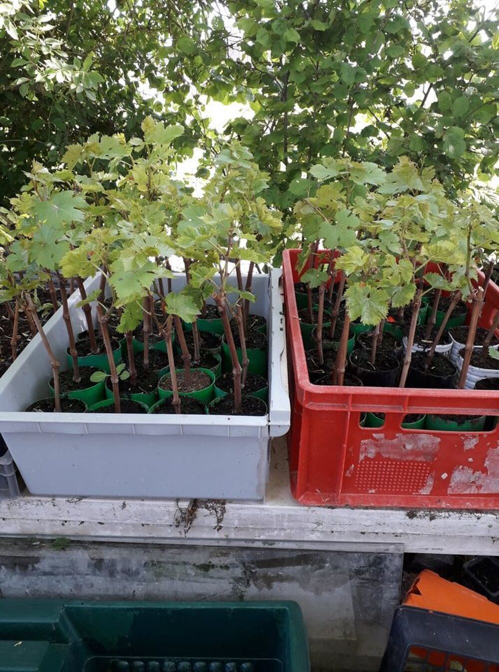 Plants de vigne PERDIN et de p&ecirc;chers Jardin