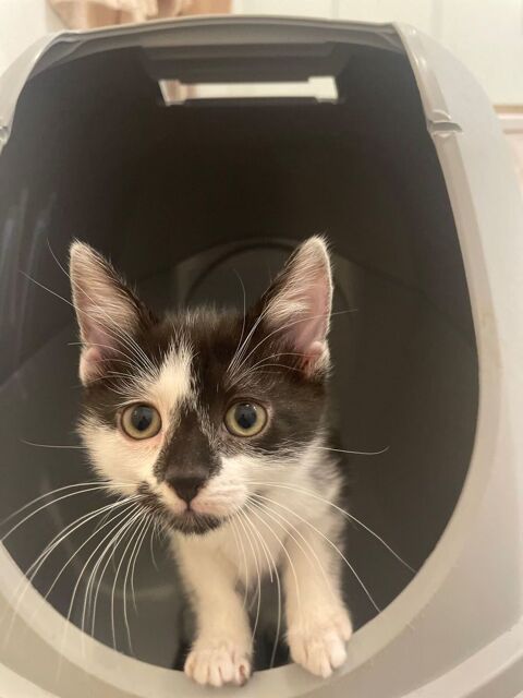 Fenouil 190 59000 Lille