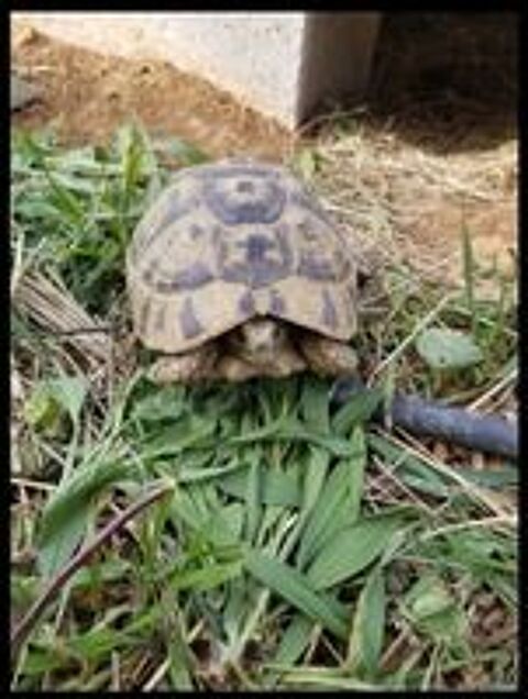   Tortue Graeca mâle/ femelle.  