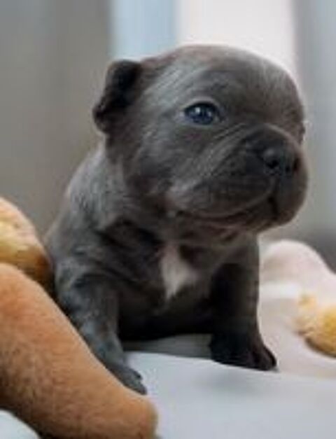   Bouledogue français exotique  