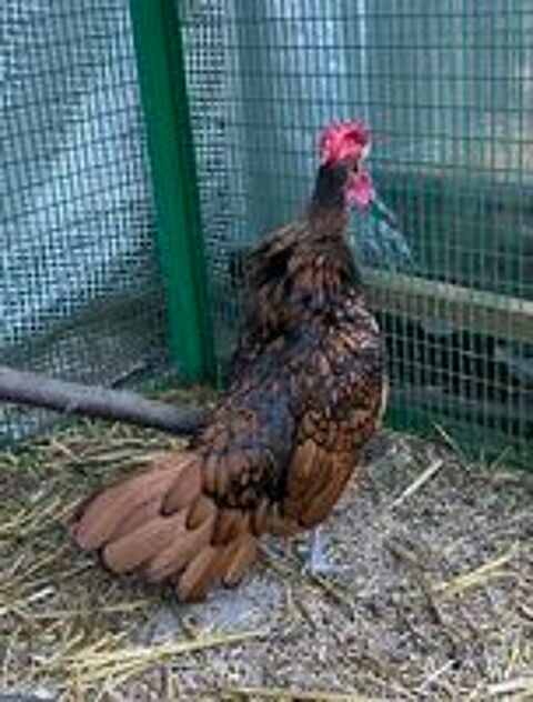   Petit coq d ornement sebright  