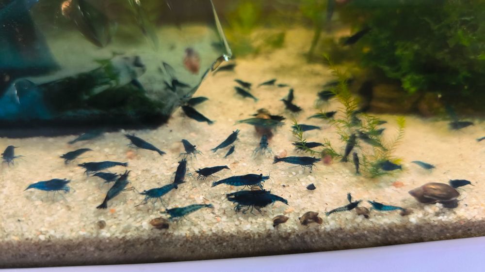   Crevettes 