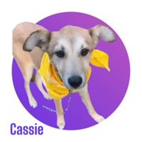   Cassie, née le 8 septembre 2025, taille adulte moyenne (16 kg environ), à l'adoption ! 
