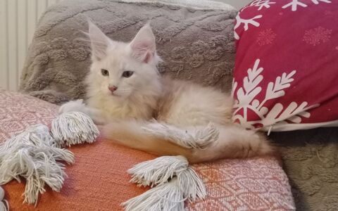 Sublime B&eacute;b&eacute; Femelle Maine Coon Black Silver et Blanc  1600 77300 Fontainebleau