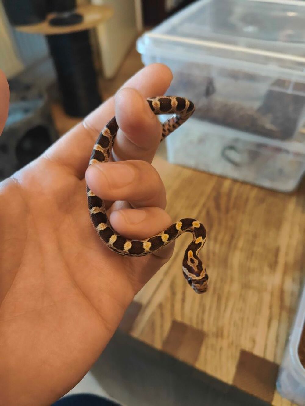 serpent des bl&eacute;s Jardin