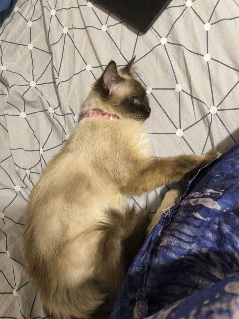 ANEMONE est Réservée  210 92400 Courbevoie