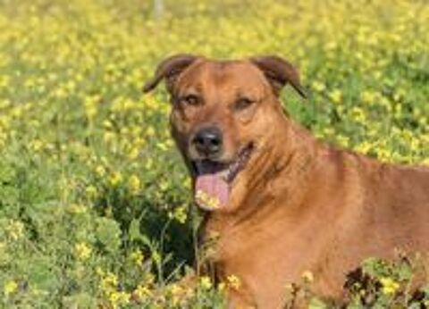   TAYSON 