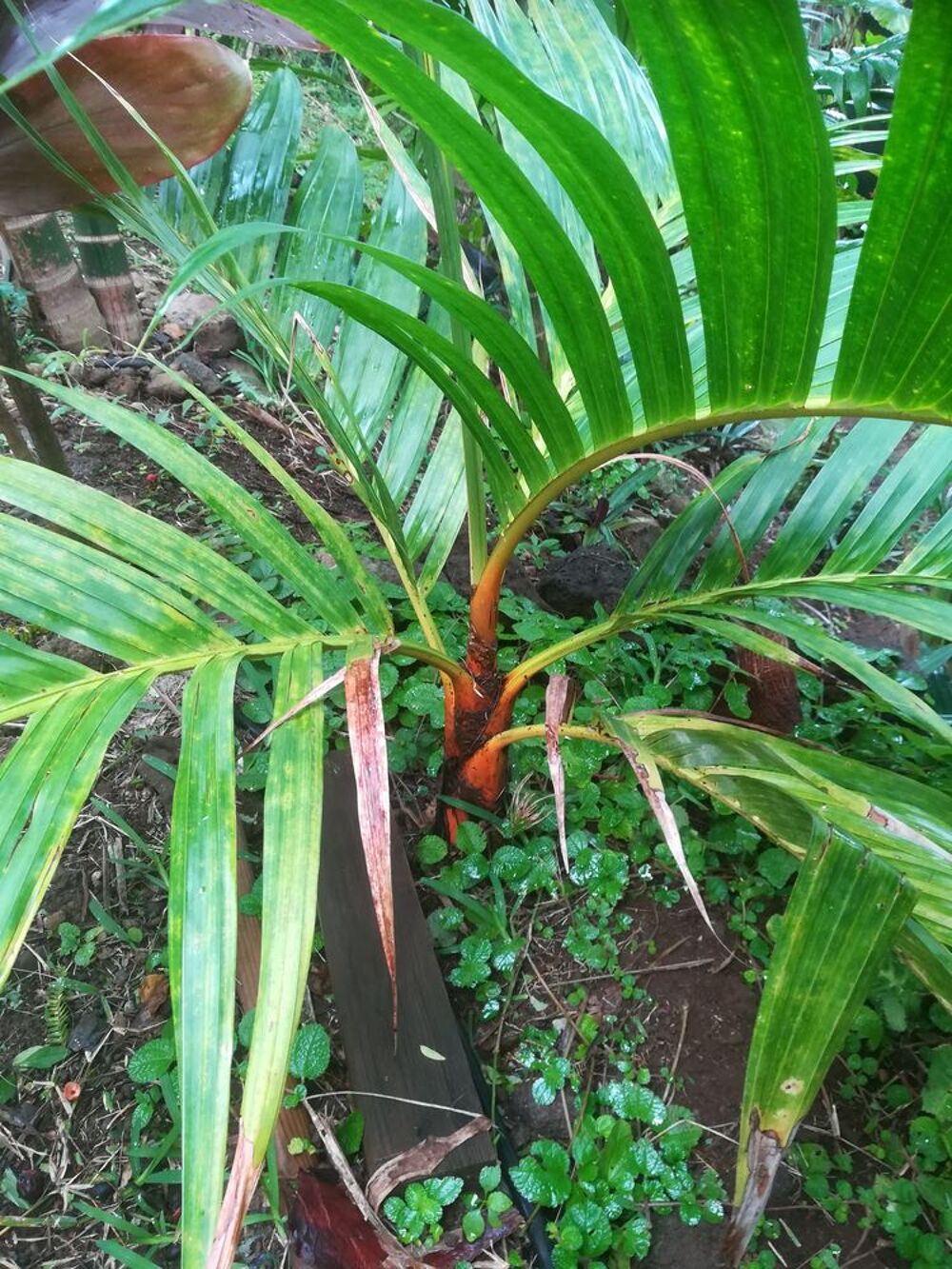 Palmiers pour petits jardins ou cour Jardin