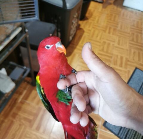 Lori garrulus 350 94500 Champigny-sur-marne