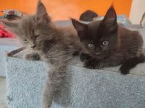   4 chatons Maines Coon 