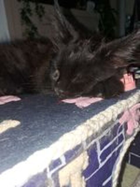   Magnifique BAYA maine coon looof 