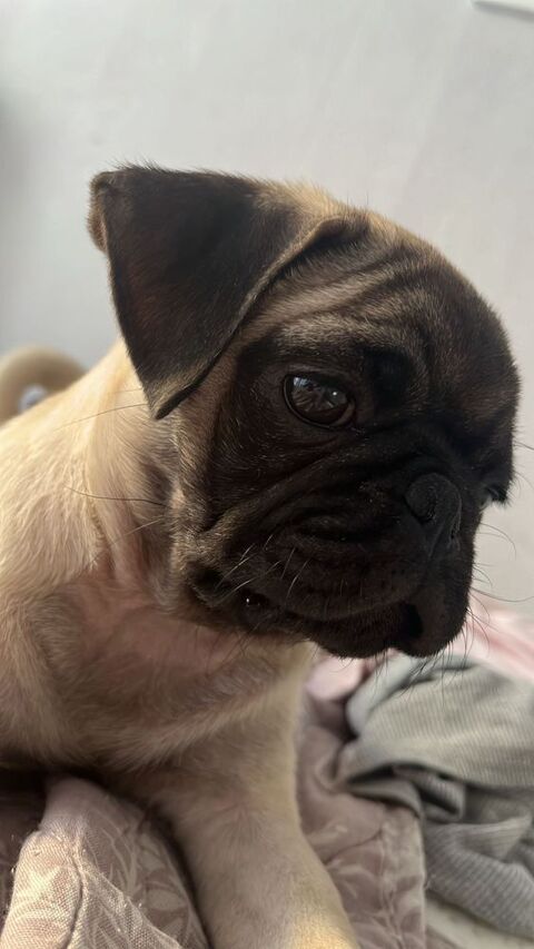 Chiot carlin en parfaite sant&eacute; ! 700 91300 Massy