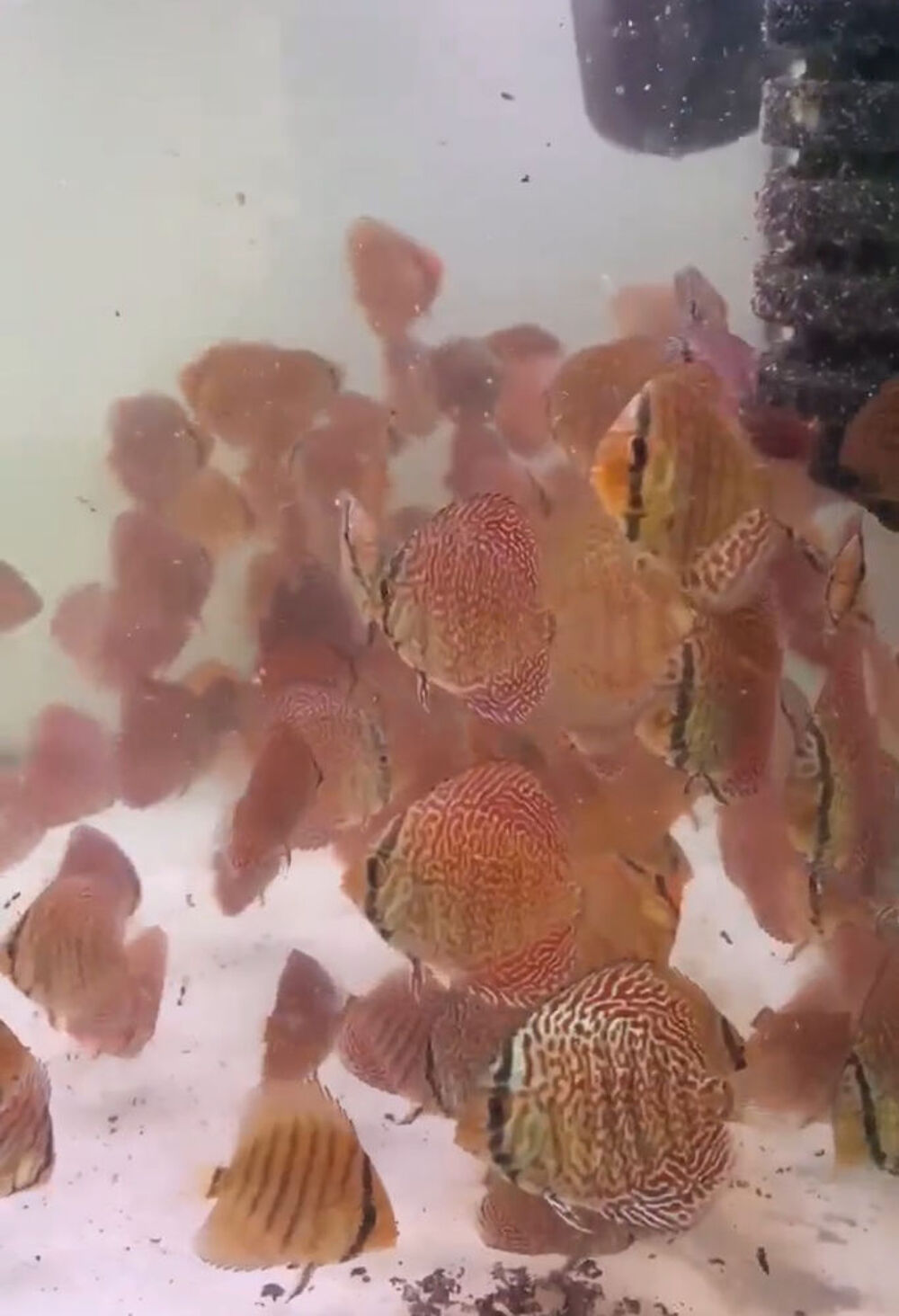 Discus Jardin