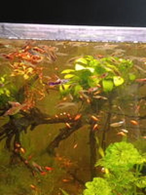   Poisson endler  