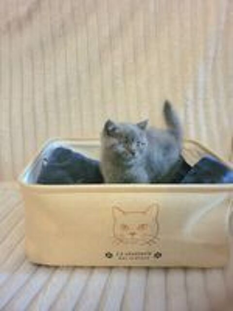   Chaton british shorthair  