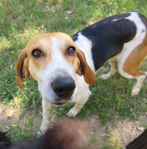 Tara est à l'adoption! 0 34000 Montpellier