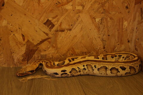 Python Breitensteini 120 31250 Revel
