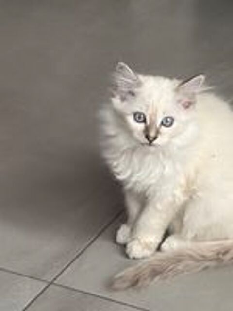   2 chatons femelles Sacré de Birmanie LOOF 