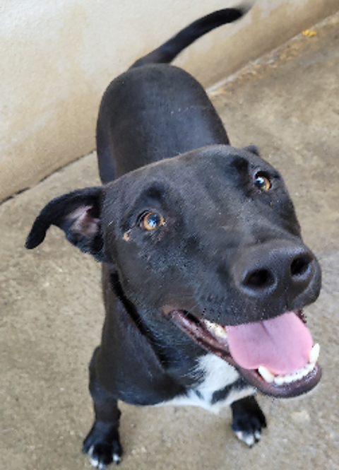 BASTOS, crois&eacute; labrador/berger 1 an 220 34500 Béziers