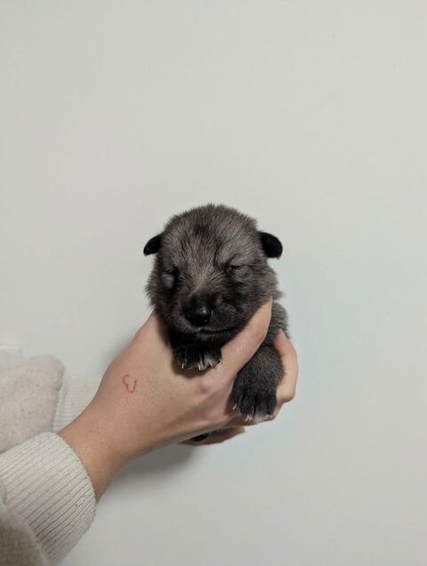 Chien loup mix 1200 71340 Iguerande