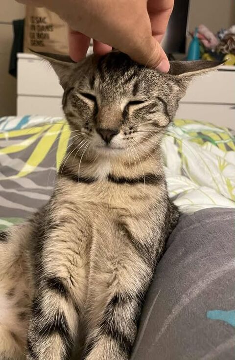 Chat KAI &agrave; l adoption 180 26790 Suze-la-rousse