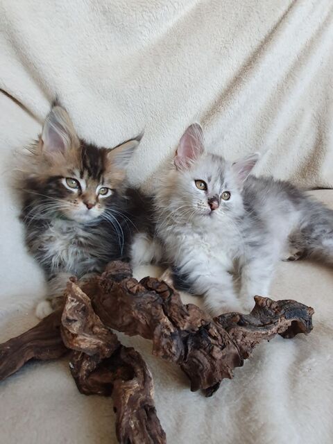 Chatons Maine coon loof  1100 07800 La voulte-sur-rh�ne