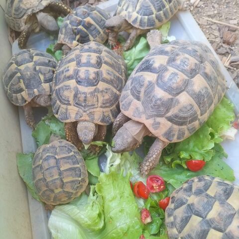 tortues de terre 40 34130 Saint-aun�s