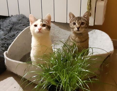 &#8204;&#8204;LEILA ET SARAH sont à l'adoption 290 92290 Chtenay-malabry