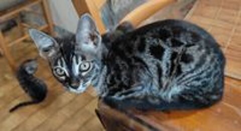   Chaton femelle Bengal LOOF née le 14/03/2026 