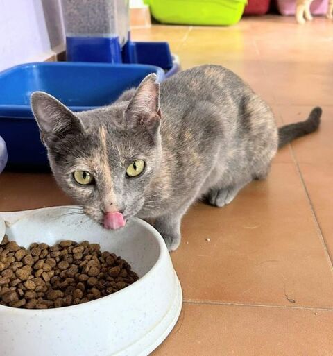 GINNY 95610 ragny