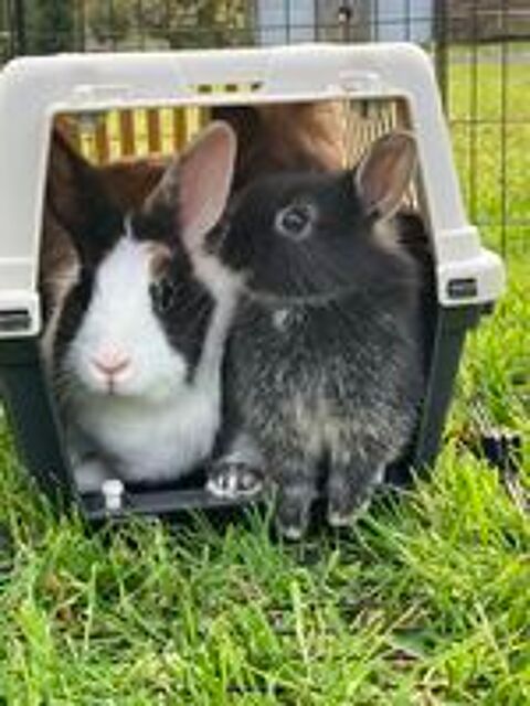   Lapin nain  