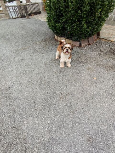 Male Shih Tzu 600 87320 Darnac