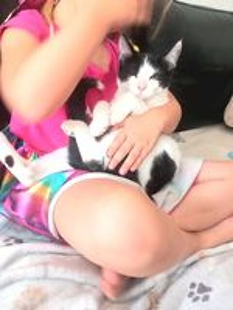   Chaton à adopter 