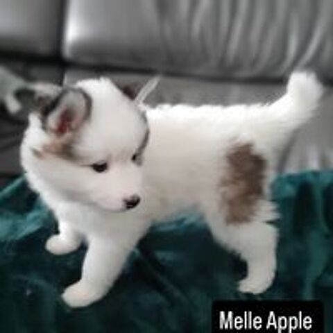   R�servation chiot femelle pomsky disponible  