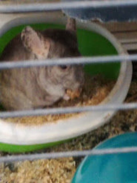 Je donne un chinchilla m&acirc;le en bonne sant&eacute;, avec sa cage et 0 69470 Cours-la-ville