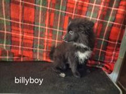   chiot spitz allemand 