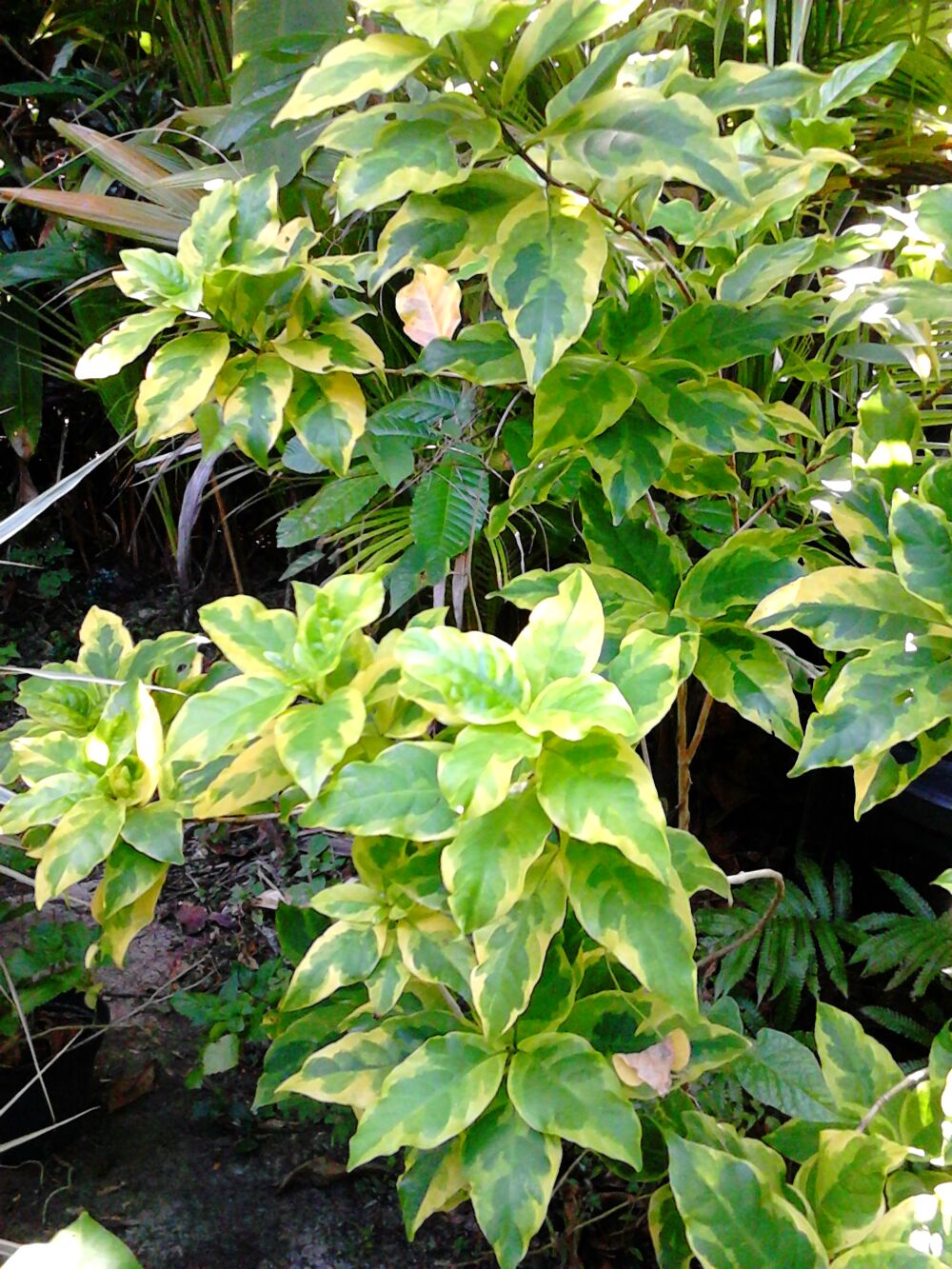 Plantes d&eacute;coratives Jardin
