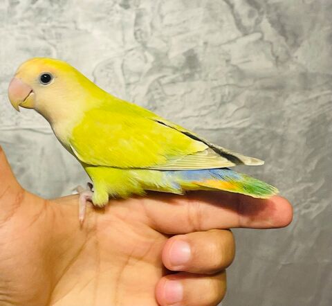 Très Beaux Inséparables EAM TRÈS BIEN APPRIVOISÉES Bagués 25 100 94450 Limeil-brvannes