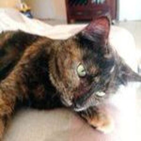 REBECA 220 95610 ragny