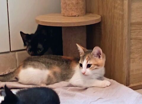 Chat ERIS &agrave; l adoption 120 26200 Montélimar
