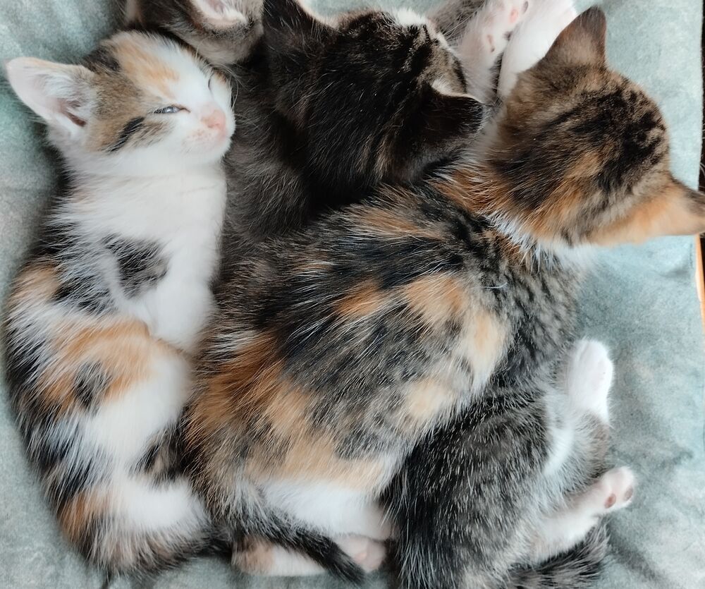   Donne chatons 