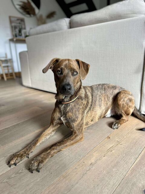 Ruben, mâle croisé berger, né le 04/10/2024 &#128054; 380 71000 Flace les macon