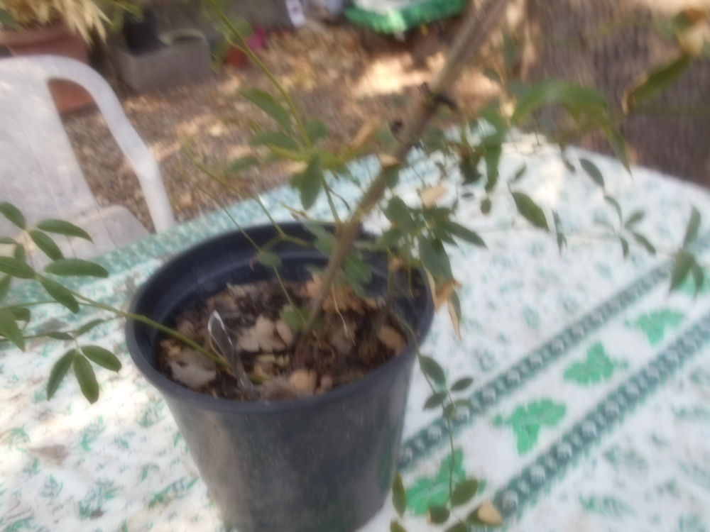 rosier Jardin