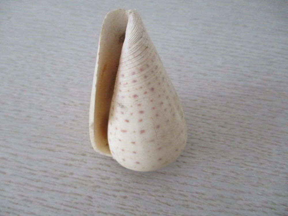 coquillages 