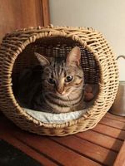   Don chatte adulte 2 ans 