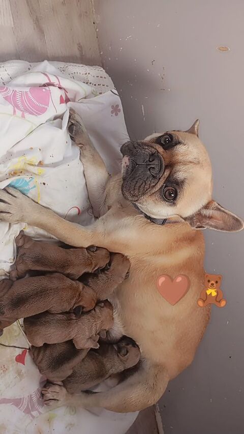 Chiot lof bouledogue fran&ccedil;ais 1000 44110 Ch�teaubriant