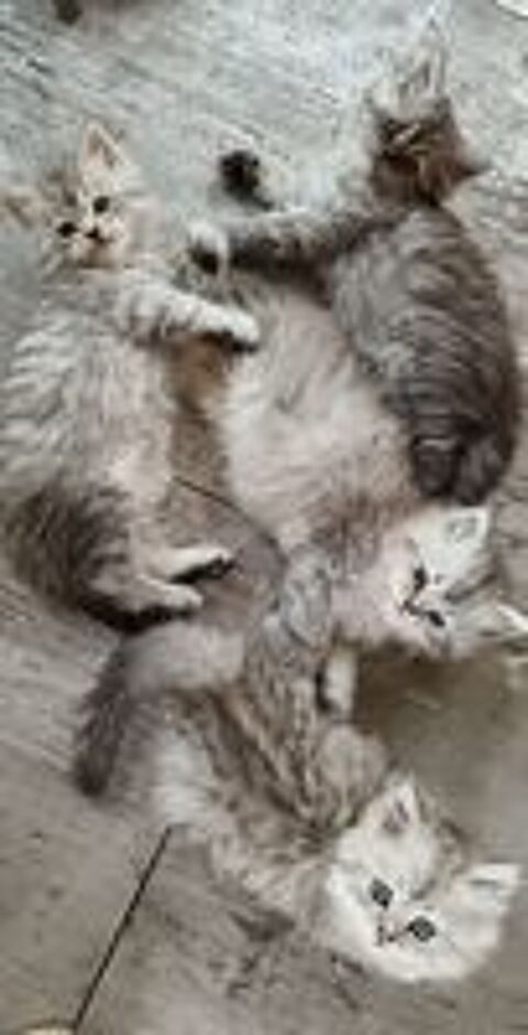   chaton persan chinchilla x maine coon  