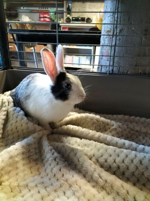 Lapins DONS 0 54300 Croismare